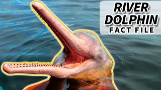 River Dolphin Facts the PINK DOLPHIN facts  Animal Fact Files [upl. by Ltney]