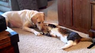 Cat Playing With Dog [upl. by Nissa]