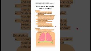 Muscles of inhalation and exhalation [upl. by Odlabu802]