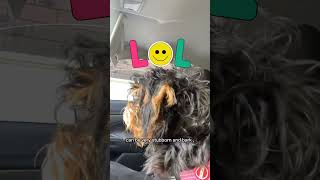 My dog breed the Schnoodle [upl. by Ynottirb288]