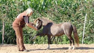 Vrijheidsdressuur uitleg Jambette deel 1 [upl. by Lleryt859]