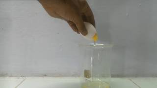 DETECT PROTEIN UREA DENATURATION  FEDERAL BOARD PRACTICALS CHEMISTRY  FBISE [upl. by Sral]