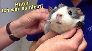 Meerschweinchen unterwegs  Heute Tierarzt  Die Meeries [upl. by Nnylyahs]