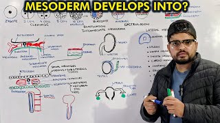 Mesoderm Embryology Organogenesis from Mesoderm [upl. by Snider721]