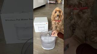 MIA LOVES FRESH WATER💦 promo code MIAOLGA5 dogfountain SmartWaterFountain ​⁠HomerunpetGlobal♥️ [upl. by Kamilah]