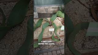 Did you know about this plant welwitschia at Stockholm botanical gardens plants endangered [upl. by Cartwright753]