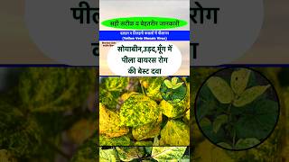 सोयाबीन उड़द मूंग में पिलापन खत्म  Whitefly Best Insecticide  Soyabean me pila mojek  shorts [upl. by Welker96]