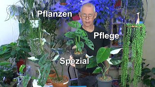 Neue Pflanzenpflege mit Erfolg Die Syngonium albo Variegata Monstera Variegata Monstera Adansonii [upl. by Keyte]