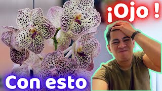 Antes de Comprar ORQUIDEA VANDA mira este video para que no MUERA  Huerto Citadino [upl. by Ttevi]