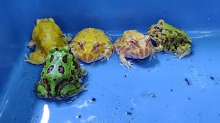 Pacman Frogs at Karnataka Aquarium [upl. by Mintun]