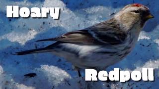 Hoary Redpoll [upl. by Seale]