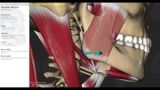 Muscles of Mastication Smart Lecture [upl. by Adlig912]