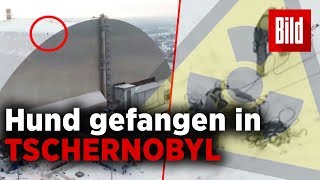 Er hing in 100 Metern Höhe Hund von AtomRuine in Tschernobyl gerettet [upl. by Carlstrom]