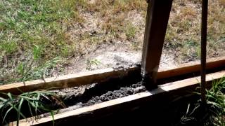 Diatomaceous Earth vs Ants [upl. by Hola387]