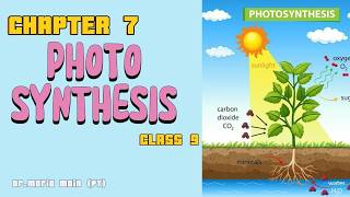 Biology Chapter 7 Bioenergetics  Class 9 Photosynthesis Sindh board teaching  Part 2 [upl. by Yerggoeg]