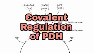 Regulation of Pyruvate Dehydrogenase PDH Part 2  Covalent Regulation  CarbohydrateMetabolism [upl. by Nelloc]