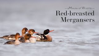 A Minute of Wildlife  Red breasted Mergansers [upl. by Tekla505]