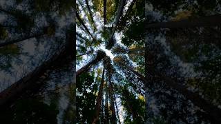 Towering Giants of Redwood Park Surrey’s Unique Tree Canopy 🌲✨ RedwoodPark SurreyBC Canada [upl. by Imoan446]