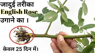 दुनिया का एकमात्र तरीका English Rose cutting लगाने का। Airlayering on English Rose plant [upl. by Ottilie]