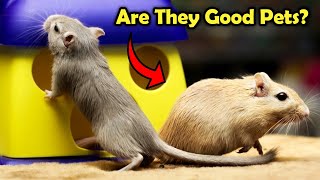 Gerbils as Pets  Is a Gerbil a Good Pet [upl. by Neelahs869]