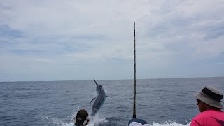 1100lb Giant Black Marlin on ZULU GAMEFISHING CHARTERS  Cairns 2016 [upl. by Atsylac]