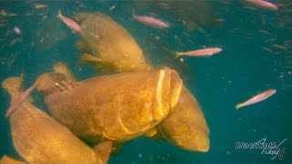 Awesome Goliath Grouper Fishing Video [upl. by Banks]