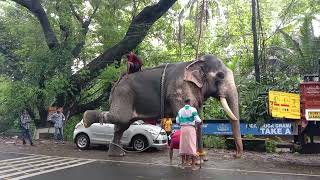 പുതുപ്പള്ളി സാധു മടങ്ങുന്നു puthuppally sadhu elephant [upl. by Eveivaneg]