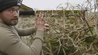 How to prune Wisteria with Rick Brookman [upl. by Amahs]