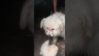 Lhasa puppies and Lhasa dog dogloverpetslovesong my little channel OurCannel [upl. by Rases]