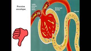 Filtration Glomérulaire [upl. by Anirbys]
