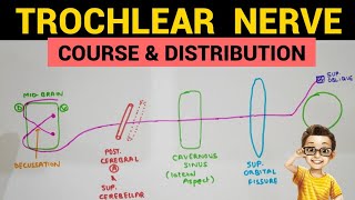 Trochlear Nerve  1  Course and Distribution [upl. by Minny216]