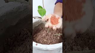 Potash Fertilizer Benefits How to Use Potash Fertilizer for Plants Potassium Fertilizershorts [upl. by Dranik]