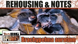 Brachypelma auratum quotMexican Flame Kneequot Rehouse and Husbandry Notes [upl. by Tahp710]