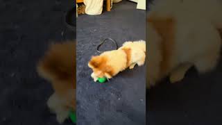 My puppy loves egg shaped toys subscribe socuteexpensive [upl. by Weslee499]