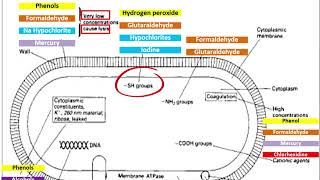 Pharmaceutical micro  Antimicrobial Agents  Mode of ACTION and RESISTANCE شرح بالعربي [upl. by Merth937]