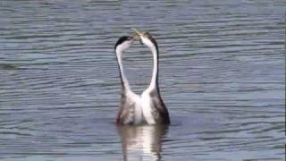 Dancing Grebes [upl. by Otsugua]