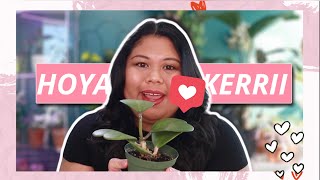 HOYA KERRII SWEETHEART PLANT VARIETIES PLANT CARE GUIDE amp PROPAGATION UPDATES [upl. by Hawthorn830]