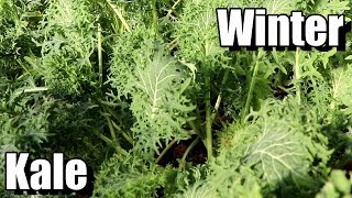 How to Grow Kale for FallWinter Harvests [upl. by Teryl164]