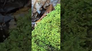 Some moss sporophytes on a rainy spring day with some beech leaves [upl. by Ynavoj]