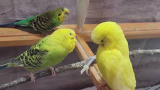 11 Hr Help Quiet Parakeets Sing by Playing This Cute Budgies Chirping Reduce Stress of lonely Bird [upl. by Ellenohs]