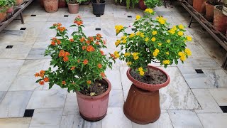 lantanaplantcare lantanaflowers npkfertilizer shampygarden shorts trending permanentplant [upl. by Kolodgie]