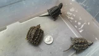 Alligator Snapping Turtle vs Common Snapping Turtle Hatchlings [upl. by Emolas74]