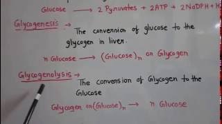 Metabolism of carbohydrate part 1 [upl. by Ardnuassak877]