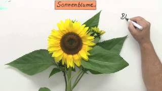 Korbblütengewächse Die Sonnenblume  Biologie  Biologie der Pflanzen und Pilze Mittelstufe [upl. by Ahsitan704]