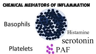 Chemical mediators of Inflammation [upl. by Fawna102]