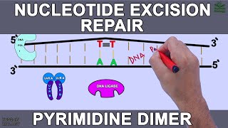 Nucleotide Excision Repair in Prokaryotes [upl. by Fulmis]