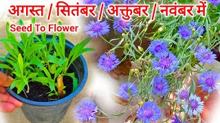 Cornflower From Seeds To Flower  Cornflower Plant From Seeds How To Grow  Winter Flowers in India [upl. by Masterson]