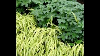 Home Gardener  Carex and Hakonechloa Grasses [upl. by Annahsit]