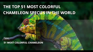 51 Most Colorful Chameleons in the World  Mesmerizing Reptile Kingdom [upl. by Rosalinde662]