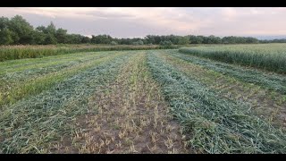 Larry Lempka The Mysterious Disappearing Kochia – Was it Cover Crops that did it [upl. by Nahamas]